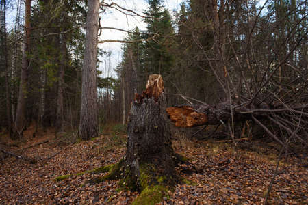 Old broken spruce in the autumn forest close-upの写真素材