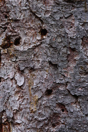 The trunk of an old pine tree eaten by bark beetles and termites close-up.の写真素材