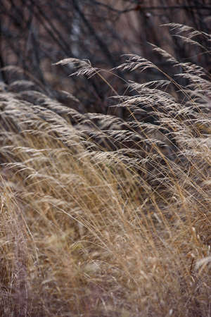 Field dried grass in late autumn flutters in the wind.の写真素材