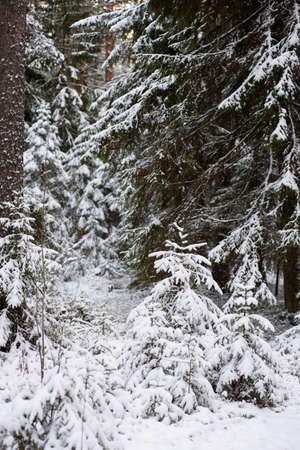 Landscape. Coniferous forest after the first snowfall.の写真素材