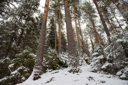 Landscape. Tall pines and small firs dusted with the first snow on a steep slope. Bottom-up view.の写真素材