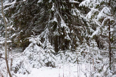 Landscape. Coniferous forest after the first snowfall.の写真素材