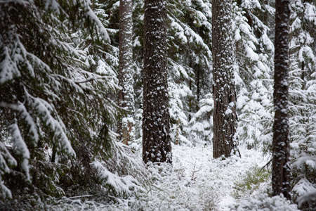 Landscape. Coniferous forest after the first snowfall.の写真素材