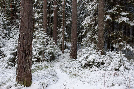 Landscape. Coniferous forest after the first snowfall.の写真素材