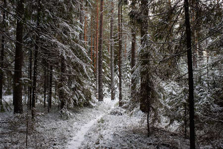 Landscape. Coniferous forest after the first snowfall.の写真素材