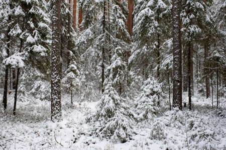 Landscape. Coniferous forest after the first snowfall.の写真素材