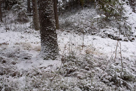 Landscape. Coniferous forest after the first snowfall.の写真素材