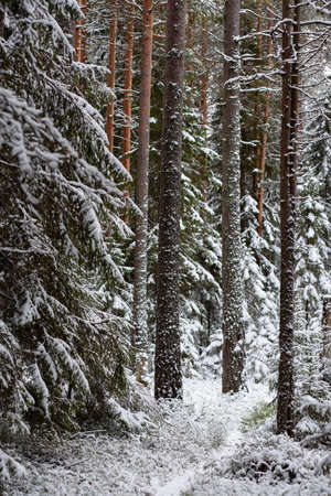 Landscape. Coniferous forest after the first snowfall.の写真素材