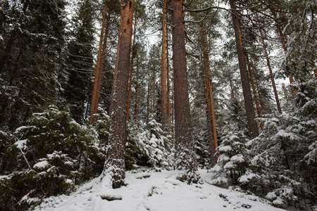 Landscape. Tall pines and small firs dusted with the first snow on a steep slope. Bottom-up view.の写真素材