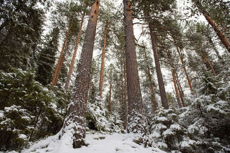 Landscape. Tall pines and small firs dusted with the first snow on a steep slope. Bottom-up view.の写真素材