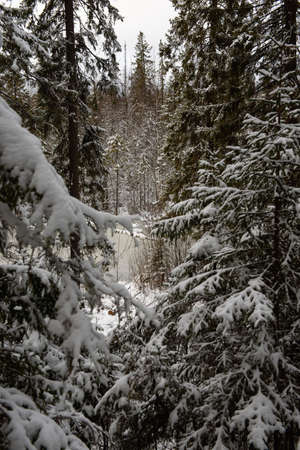 Landscape. A forest lake after the first frost and the first snowfall, surrounded by snow-dusted firs and pines.の写真素材