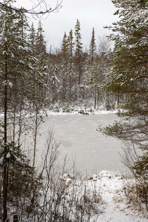 Landscape. A forest lake after the first frost and the first snowfall, surrounded by snow-dusted firs and pines.の写真素材
