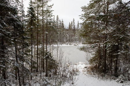 Landscape. A forest lake after the first frost and the first snowfall, surrounded by snow-dusted firs and pines.の写真素材