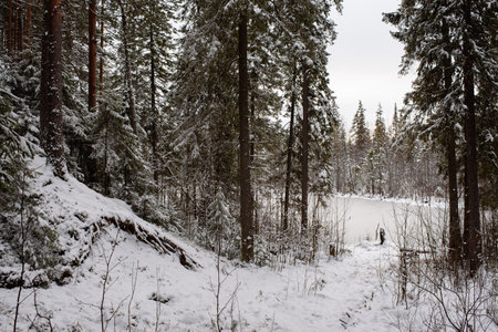 Landscape. Coniferous forest after the first snowfall.の写真素材