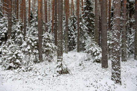 Landscape. Coniferous forest after the first snowfall.の写真素材