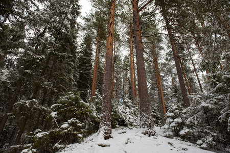 Landscape. Tall pines and small firs dusted with the first snow on a steep slope. Bottom-up view.の写真素材