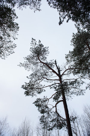 An old pine tree standing alone against a cloudy sky. View from the coniferous forest.の写真素材