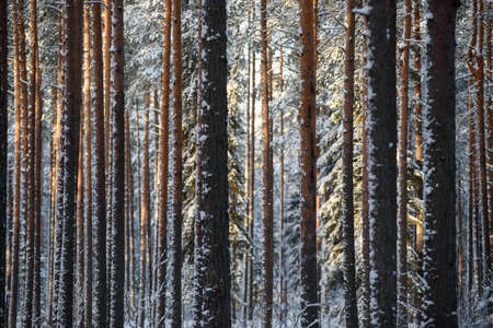 Frosty day. Snow-covered pine trunks in a swampy area of the forest.の写真素材