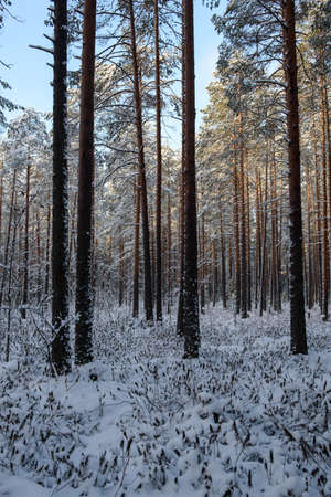 Frosty day. Snow-covered pine trunks in a swampy area of the forest.の写真素材
