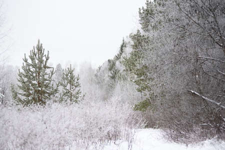 Frosty day. Thin willows, birch, aspens are covered with a thin layer of white frost.の写真素材
