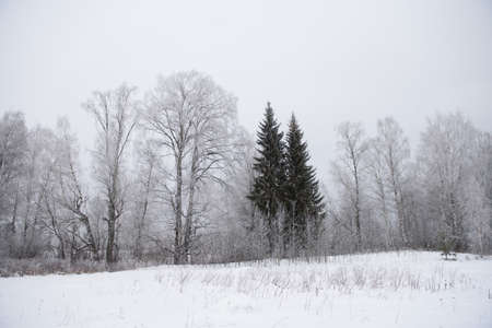 Landscape. Frosty day. Firs, pines, thin willows, birch, aspens are covered with a thin layer of white frost.の写真素材