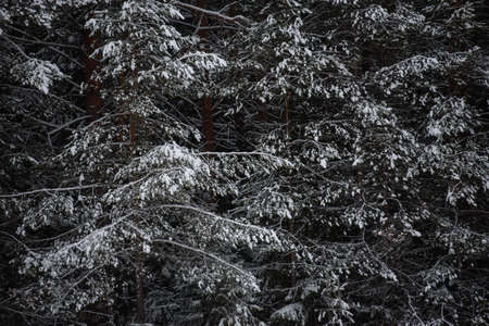 Snow covered dark forest. Close up background.の写真素材