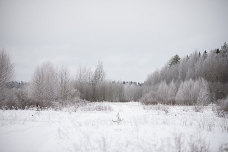 Frosty day. Thin willows, birch, aspens are covered with a thin layer of white frost.の写真素材