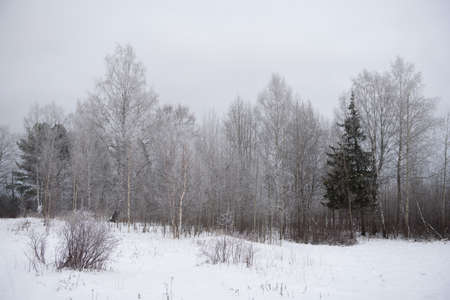 Landscape. Frosty day. Firs, pines, thin willows, birch, aspens are covered with a thin layer of white frost.の写真素材