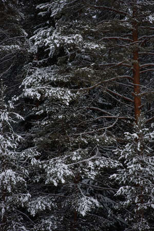 Snow covered dark forest. Close up background.の写真素材