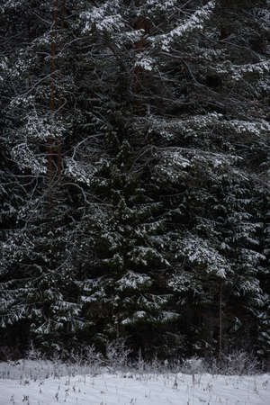 Snow covered dark forest. Close up background.の写真素材