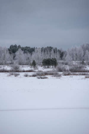 Landscape. Frosty day. Firs, pines, thin willows, birch, aspens are covered with a thin layer of white frost.の写真素材