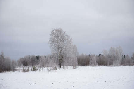 Landscape. Frosty day. Firs, pines, thin willows, birch, aspens are covered with a thin layer of white frost.の写真素材