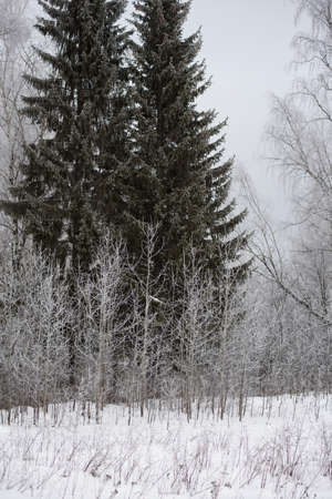 Frosty day. Thin willows, birch, aspens are covered with a thin layer of white frost.の写真素材