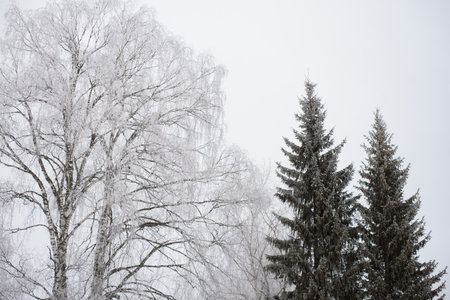 Landscape. Frosty day. Firs, pines, thin willows, birch, aspens are covered with a thin layer of white frost.の写真素材