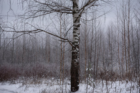 The trunk of a lonely birch in late autumn against the background of frost-covered aspens.の写真素材