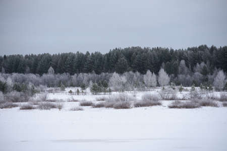 Landscape. Frosty day. Firs, pines, thin willows, birch, aspens are covered with a thin layer of white frost.の写真素材