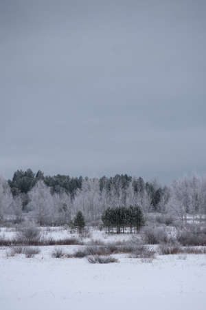 Landscape. Frosty day. Firs, pines, thin willows, birch, aspens are covered with a thin layer of white frost.の写真素材