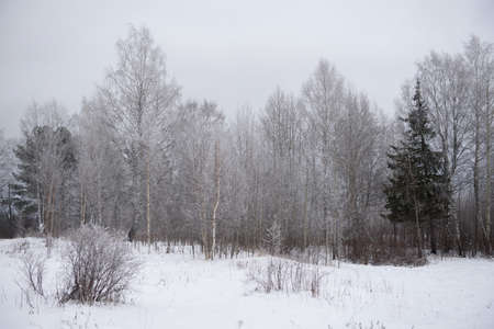 Landscape. Frosty day. Firs, pines, thin willows, birch, aspens are covered with a thin layer of white frost.の写真素材