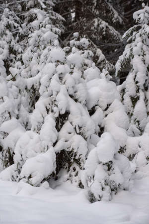An iconic view of a winter forest for a Christmas card. Snow-covered fir trees with large caps of snow.の写真素材