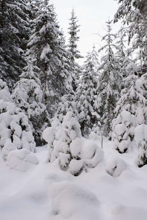 An iconic view of a winter forest for a Christmas card. Snow-covered fir trees with large caps of snow.の写真素材