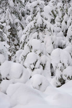 An iconic view of a winter forest for a Christmas card. Snow-covered fir trees with large caps of snow.の写真素材
