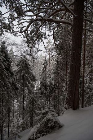 A snow-covered landscape of a winter forest with trees covered with frost and thick caps of snow.の写真素材