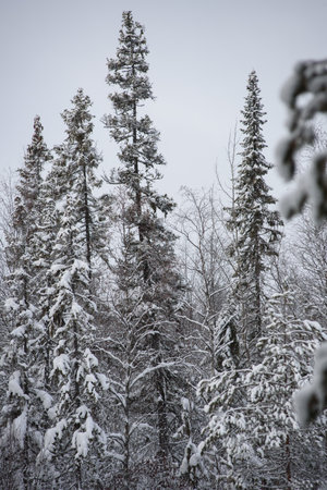 A snow-covered landscape of a winter forest with tree tops covered with frost and thick caps of snow.の写真素材