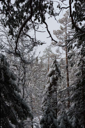 A snow-covered landscape of a winter forest with trees covered with frost and thick caps of snow.の写真素材