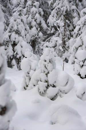An iconic view of a winter forest for a Christmas card. Snow-covered fir trees with large caps of snow.の写真素材