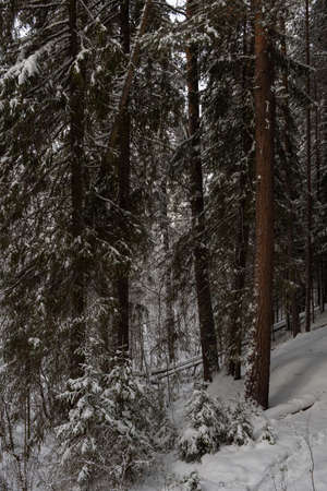 A snow-covered landscape of a winter forest with trees covered with frost and thick caps of snow.の写真素材