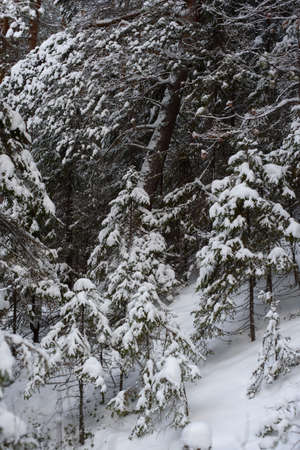A snow-covered landscape of a winter forest with trees covered with frost and thick caps of snow.の写真素材