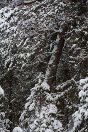 A snow-covered landscape of a winter forest with trees covered with frost and thick caps of snow.の写真素材