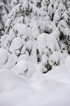 An iconic view of a winter forest for a Christmas card. Snow-covered fir trees with large caps of snow.の写真素材
