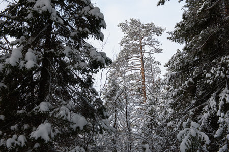 A snow-covered landscape of a winter forest with trees covered with frost and thick caps of snow.の写真素材